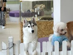 -怪兽屋·羊驼·猫咖·狗咖(俊华广场店)