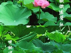 -龙头寺公园