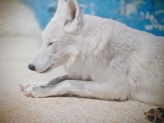-海合安天津极地海洋公园