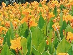 -重庆彩云湖湿地公园
