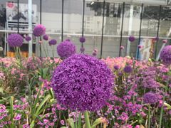 -荷兰花海