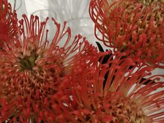 -Gigi Florist·Dk Coffee