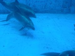-海合安成都极地海洋公园