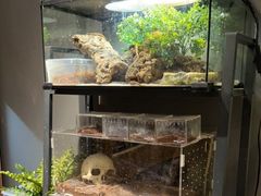 -酷以爬仙阁实体爬宠店·守宫·蜥蜴·专业繁育