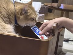 -藏猫猫咖啡主题馆(中央大道店)