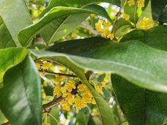 -一心甜汤(丹凤街店)