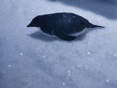 -上海海昌海洋公园