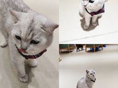 -藏猫猫咖啡主题馆(中央大道店)