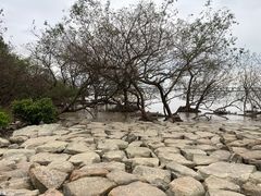 -宝安西湾红树林湿地公园