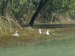 -昆山城市生态森林公园