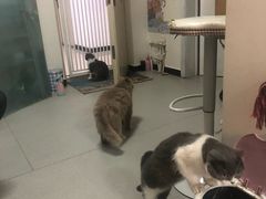 -我爱猫咪·猫咖·狗咖·安哥拉兔·羊驼咖(小寨华旗店)