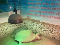 -上海大自然野生昆虫馆(东方明珠·爬宠昆虫探索中心)