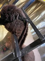 -酷嗒动物文化乐园(cutezoo西溪乐天城店)