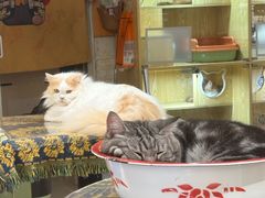 -平行世界·猫咖(首经贸店)