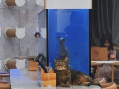 -喵园·猫主题咖啡厅·撸猫·猫咖(国贸店)