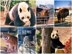-青岛动物园