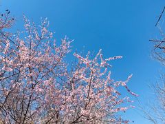 -桃花堤公园