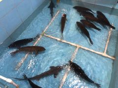 鸭绿江冷水鱼-金明姬铁锅炖(东坝店)