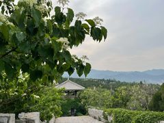 -原山国家森林公园