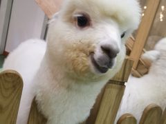 -藦茜花园宠物主题亲子互动体验馆(国顺东路店)
