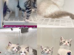 -lincat·猫舍(广州店)