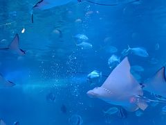 -烟台海昌鲸鲨海洋公园