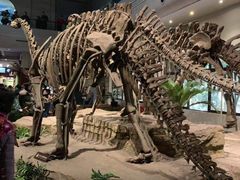 -自贡恐龙博物馆