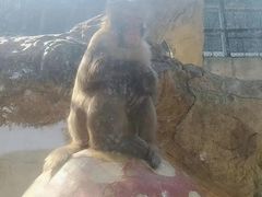 -泉州海丝野生动物世界