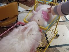 -猫色咖啡·猫咖