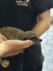 -Zoolung Zoolung动物主题公园(海信广场店)