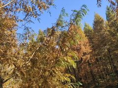 -黄海国家森林公园