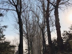 -大兴滨河森林公园