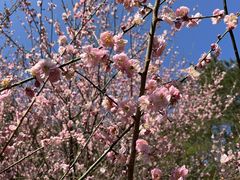 -神光山国家森林公园