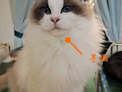 -喵喵咪呀布偶猫咖(春熙路店)