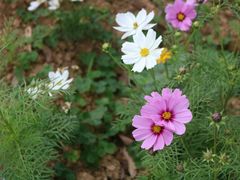 -松山湖梦幻百花洲