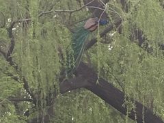 -北京麋鹿生态实验中心