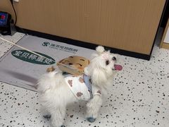 -瑞派康怡24h宠物医院·犬猫医疗中心·微创绝育(瑞景分院)