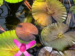 -国家植物园南园