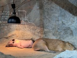 -Zoolung Zoolung动物主题公园(海信广场店)