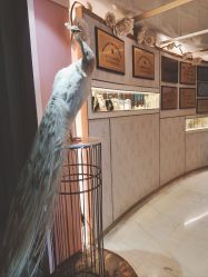 -英芬国际月子中心(岛屿度假月子·洲至奢选香岚店)