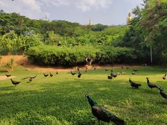 -西双版纳勐泐文化旅游区