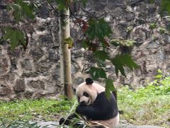 -都江堰中华大熊猫苑