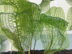 -ADA自然水景世界