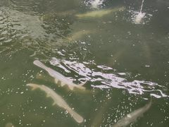 -鸿渡渔庄·特色鸭咀鱼