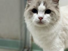 -怪兽屋·羊驼·猫咖·狗咖(俊华广场店)