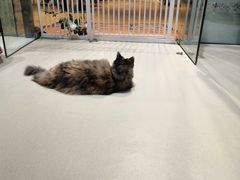 -藏猫猫咖啡主题馆(中央大道店)