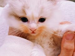 -楼上猫咖(罗湖店)