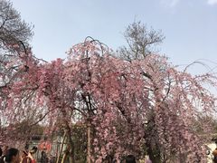 -西安青龙寺遗址景区
