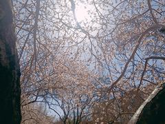 -桃花堤公园