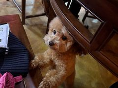 -爱新觉罗福臨火锅馆(万科滑雪场店)